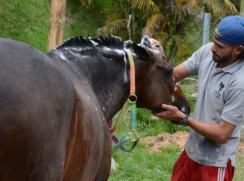400 ejemplares le dan apertura a la 67 Feria Equina de Manizales