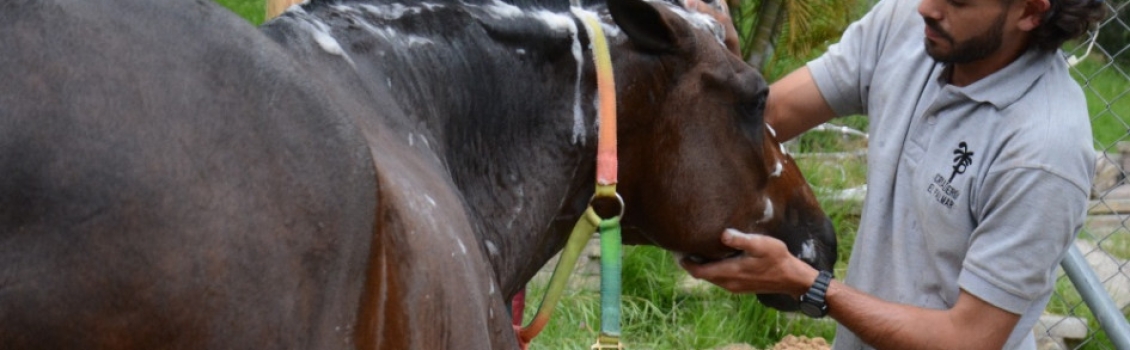 400 ejemplares le dan apertura a la 67 Feria Equina de Manizales